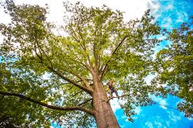 Best Tree and Shrub Care  in Dilkon, AZ