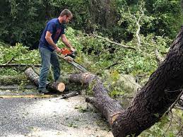 Best Tree Disease Treatment  in Dilkon, AZ