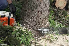 Best Arborist Consultation Services  in Dilkon, AZ