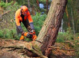 Best Lawn Maintenance Plans  in Dilkon, AZ