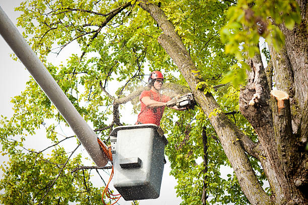 Best Tree Maintenance Programs  in Dilkon, AZ