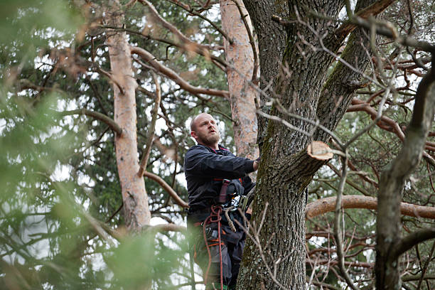 Dilkon, AZ Tree Care Company