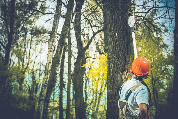 Best Soil Testing and Treatment  in Dilkon, AZ