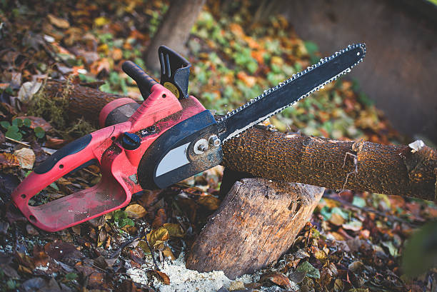 Best Storm Damage Tree Cleanup  in Dilkon, AZ