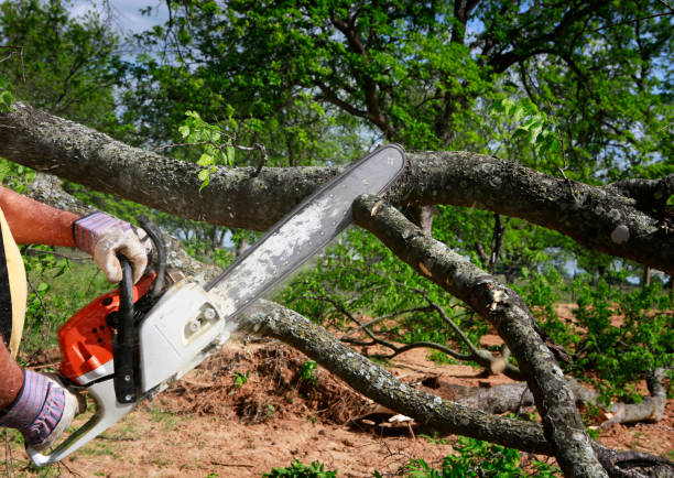 How Our Tree Care Process Works  in  Dilkon, AZ